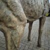 Statue Deer Bronze 2,80 m - Image 6