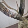 Statue Deer Bronze 1,55 m - Image 16