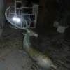 Skulptur Figur Hirsch Bronze 1,26 m